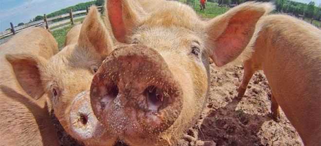 Разведение свиней в домашних условиях для начинающих: советы с видео