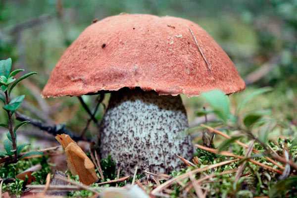 Подосиновик белый - гриб из красной книги