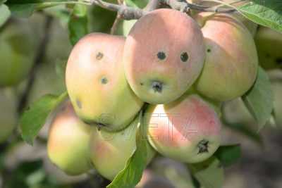 Карликовая яблоня для сибири и урала сорта чудное, как ее посадить | садоводство и огородничество