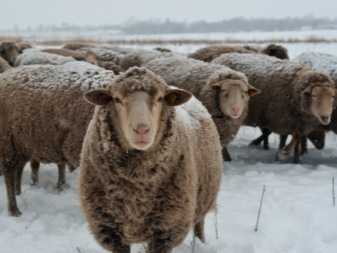 Порода овец ташлинская