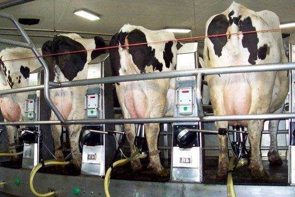 Как приучить корову к доильному аппарату