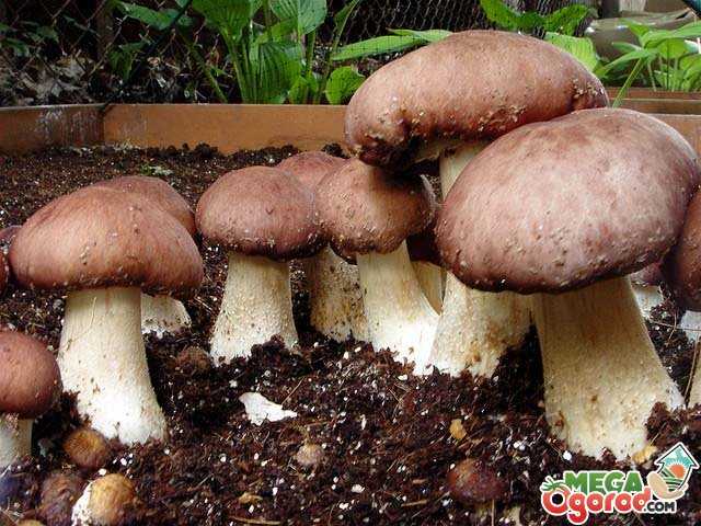 Белые грибы на садовом участке: посадка, выращивание, фото, видео