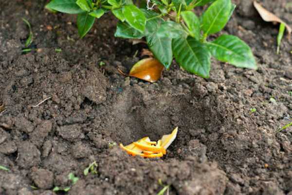 Апельсиновые корки в огороде и в саду - 10 способов применения