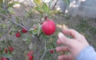 Яблоня флорина – секреты выращивания сорта, описание, фото, видео