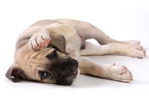 Первая помощь при укусах - статьи о здоровье маленьких собак