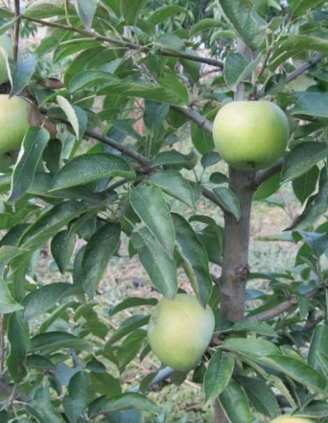 Яблоки семеренко: 50 фото, ? описание, полезные свойства и противопоказания