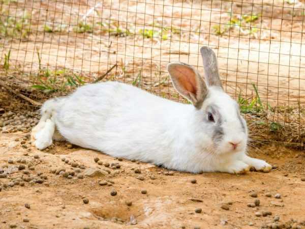 Симптомы и лечение миксоматоза у кроликов