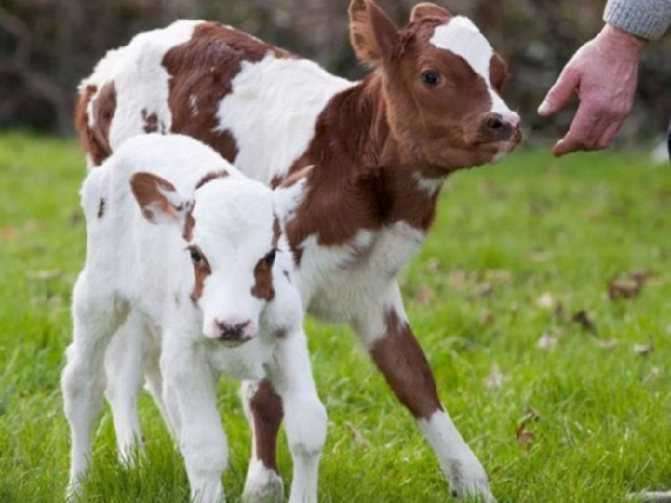 Айрширская порода коров: особенности и характеристика