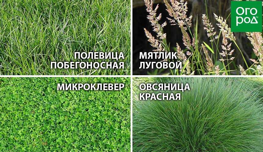 Обработка газона от сорняков | все тонкости на leplants.ru