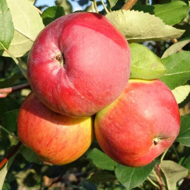 Сорта яблонь для средней полосы: лучшие зимние, осенние и летние яблони