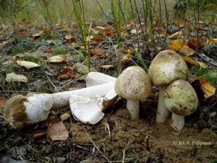Ксеромфалина корню (xeromphalina cornui) –  грибы сибири