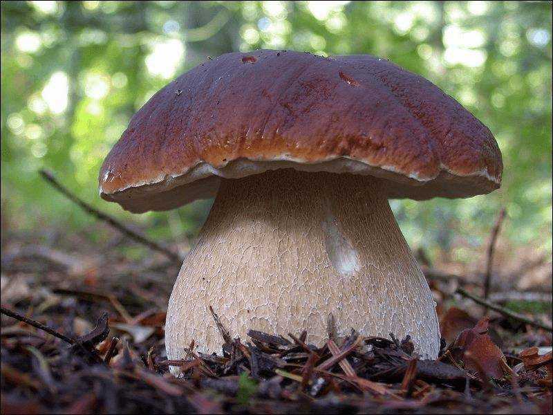 Боровик несъедобный (boletus calopus): фото и описание гриба
