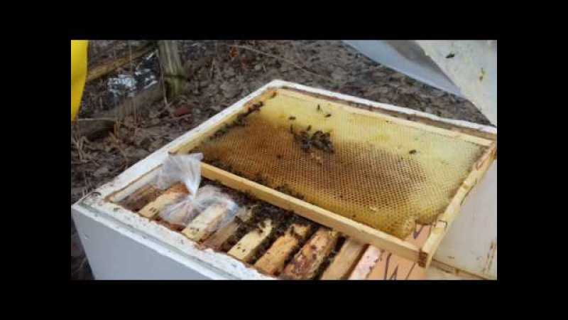 Все тонкости подкормки пчел медовой сытой