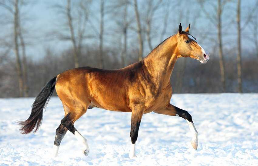 Ахалтекинская лошадь: описание породы туркменских скакунов