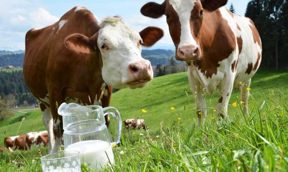 Почему горчит молоко у коровы: причины и что делать?