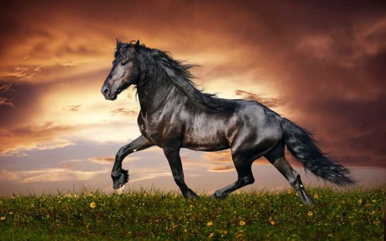 Черная жемчужина: особенности разведения фризских лошадей