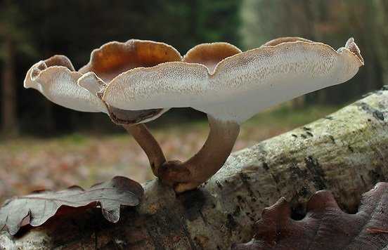 Трутовик зимний – древесный гриб