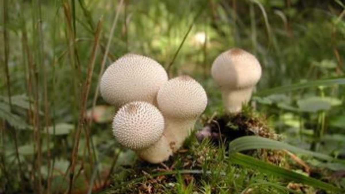 Головач гигантский: внешний вид гриба, описание