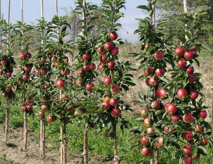 Колоновидная яблоня медок: выращивание и уход