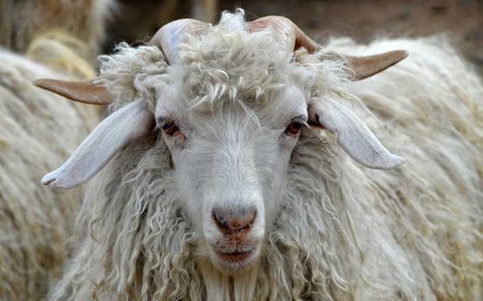 Ангорские козы: описание породы, фото, содержание и разведение, отзывы владельцев. Советы по стрижке коз.