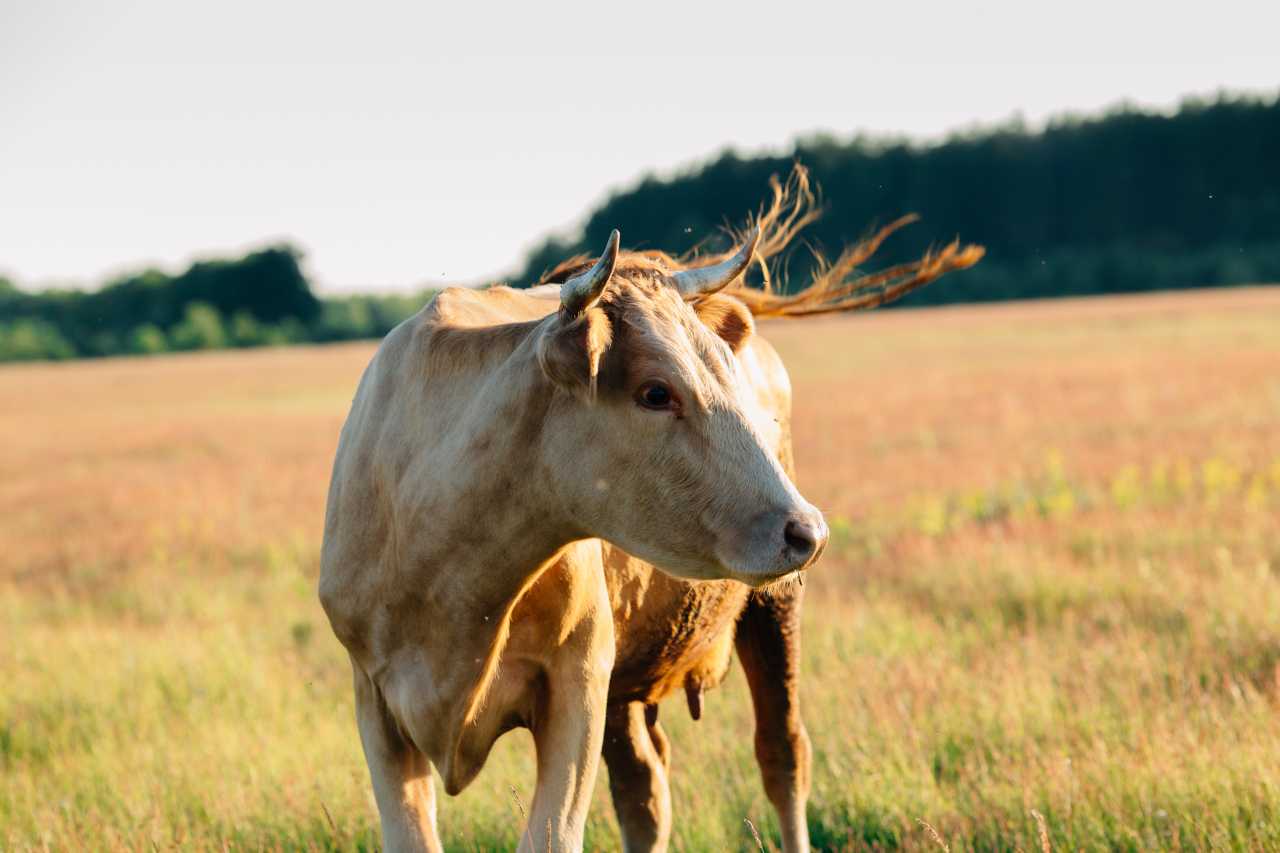 Анаэробная энтеротоксемия крупного рогатого скота - болезни коров