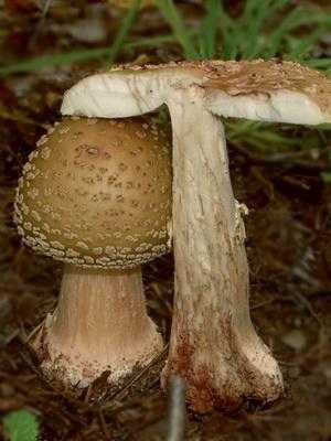 Мухомор болотный (amanita paludosa) –  грибы сибири