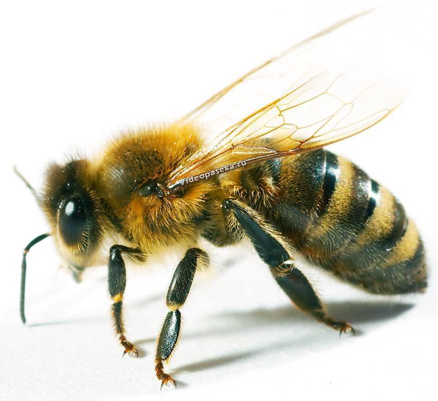 Аллергическая реакция на укус пчелы — расписываем во всех подробностях