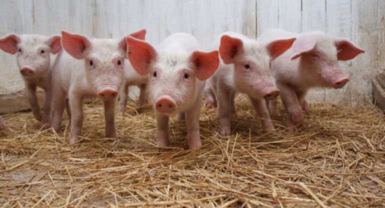 Сколько весит свинья? 20 фото таблица веса свиней по размерам. как узнать вес новорожденного поросенка? средний вес взрослых особей