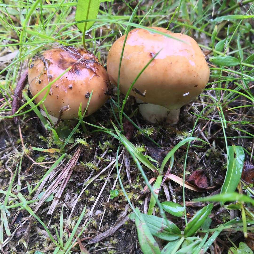 Паутинник порфироножковый (cortinarius porphyropus) –  грибы сибири