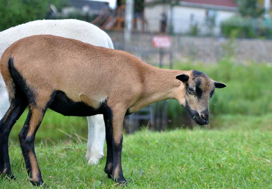 Камерунские козы: описание породы с фото, отзывы, уход и содержание в личном хозяйстве
