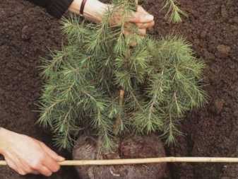 Ель сербская «нана» (20 фото): описание сорта оморики. посадка и уход, высота взрослого дерева, размножение