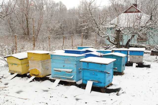 Зимовка пчел на улице: как зимовать насекомым зимой на воле, подготовка ульев, кормление зимой