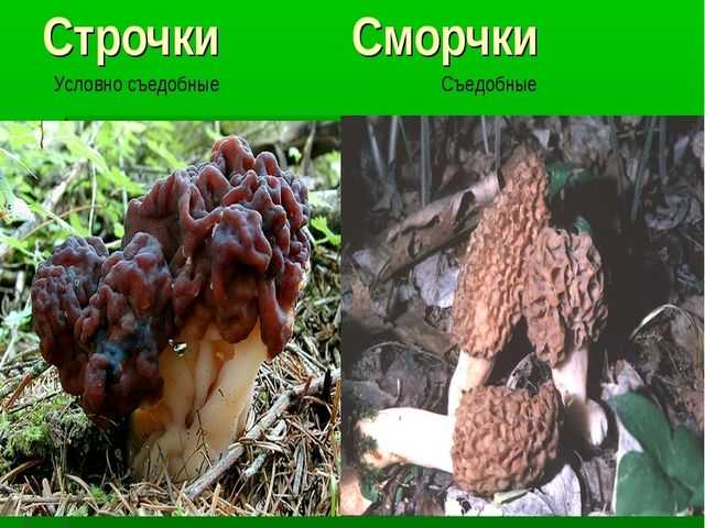 Гриб сморчок ложный - agroflora.ru