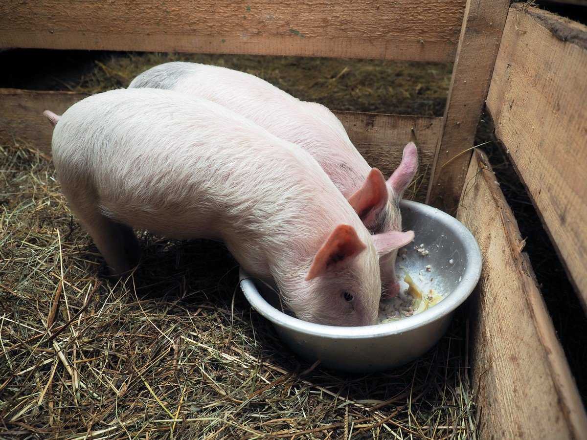Чем кормить свиней для быстрого. Откормленный поросенок. Кормление свиней.