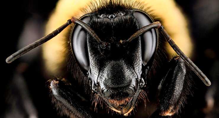 Адансони, африканская пчела со злобным нравом