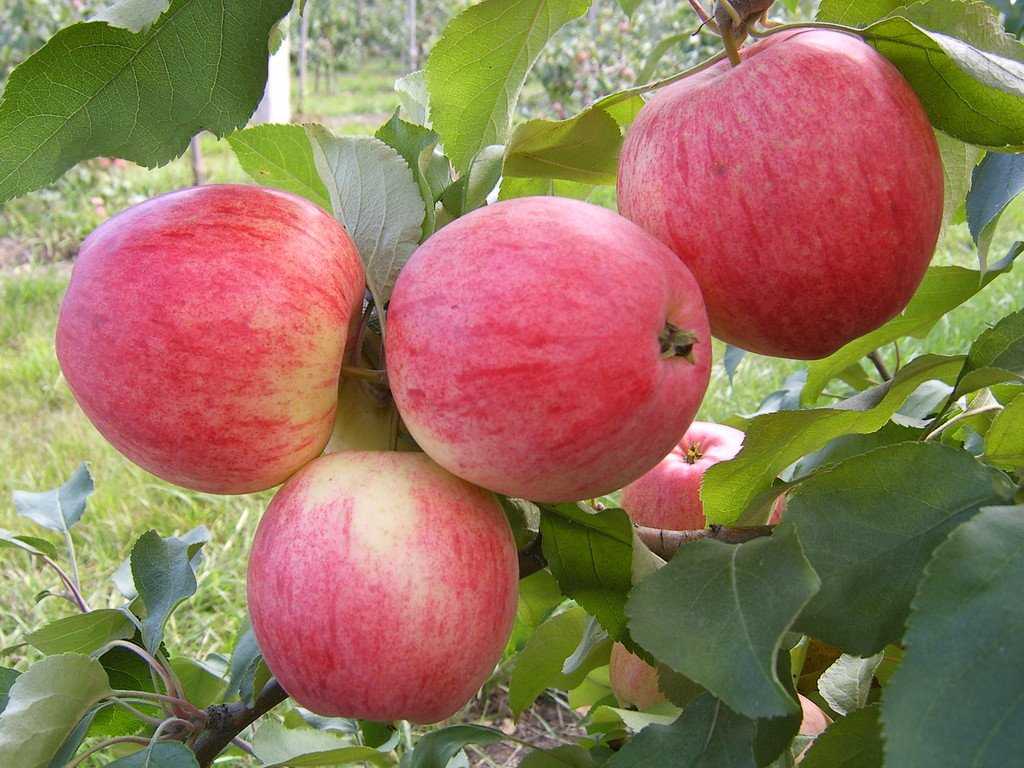 Лучшие сорта колоновидных яблонь для подмосковья с описанием, характеристикой и отзывами, а также особенности выращивания в данном регионе