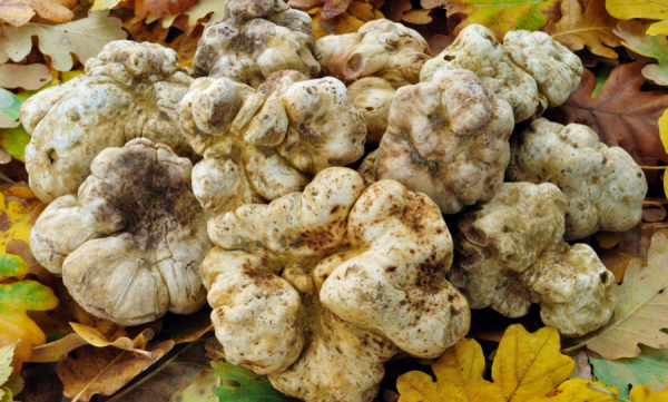 Где растут трюфели в россии: как найти грибы, цена на них