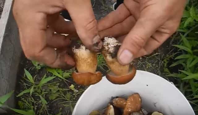 Выращивание и хранение белых грибов в домашних условиях