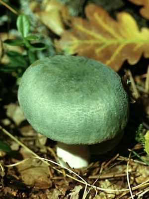 Как выглядит гриб сыроежка: ботаническое описание, полезные свойства, противопоказания и как его готовить