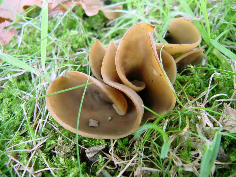 Аррения розоводисковая (arrhenia discorosea) –  грибы сибири