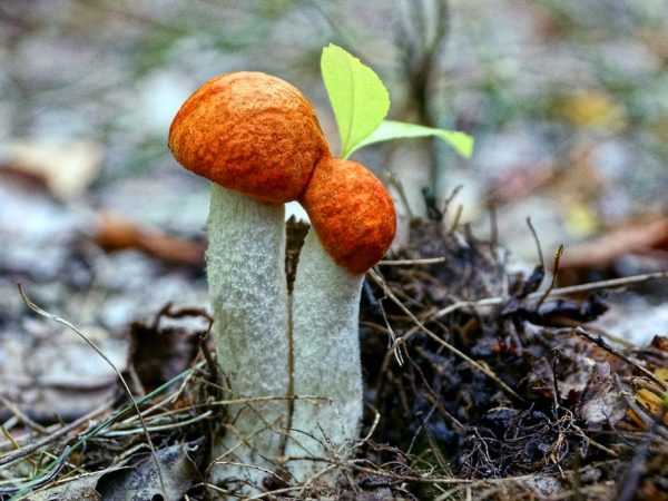 Какие грибы растут осенью: обычные, поздние и экстремалы