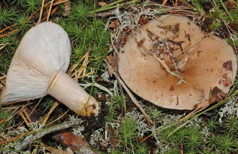Псатирелла (гриб). описание, фото и виды