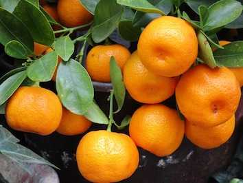 Как хранить мандарины в домашних условиях: температура, влажность, освещение. Обработка цитрусовых. Хранение незрелых плодов.