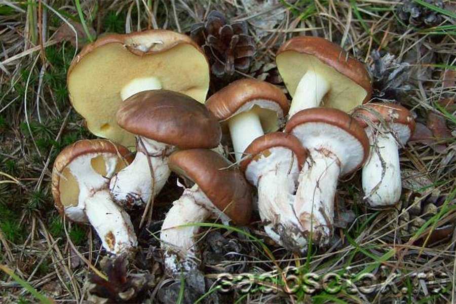 Подберезовик болотный (leccinum holopus) или гриб болотник: фото, описание и как его готовить