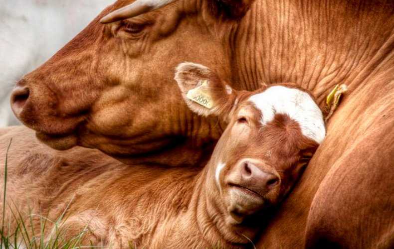 Задержание последа у коров: причины, симптомы, лечение и диагностика | nita-farm