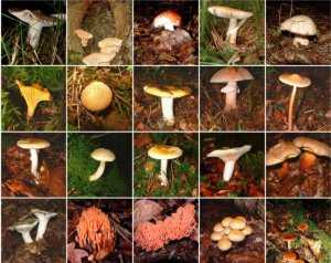 Волнушка: полезные и лечебные свойства, противопоказания к употреблению грибов, применение и заготовка