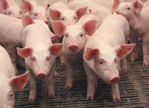 Мясные породы свиней: 12 лучших видов поросят для домашнего хозяйства, описание, характеристики