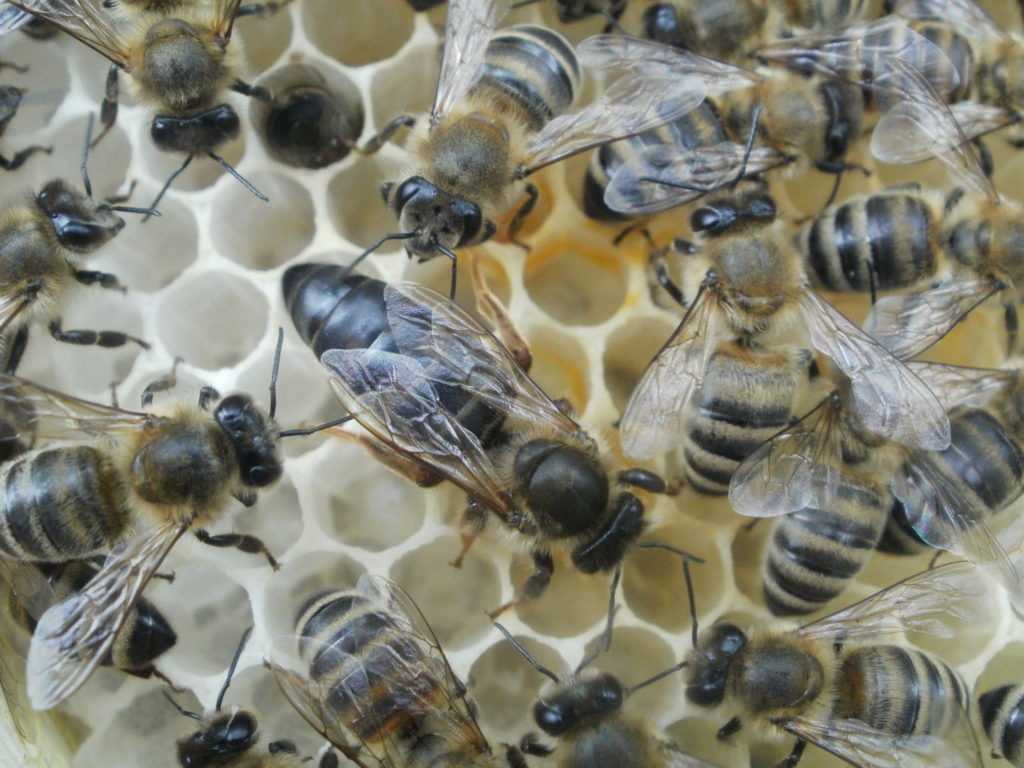 Особенности содержания и характеристика пчел породы карника