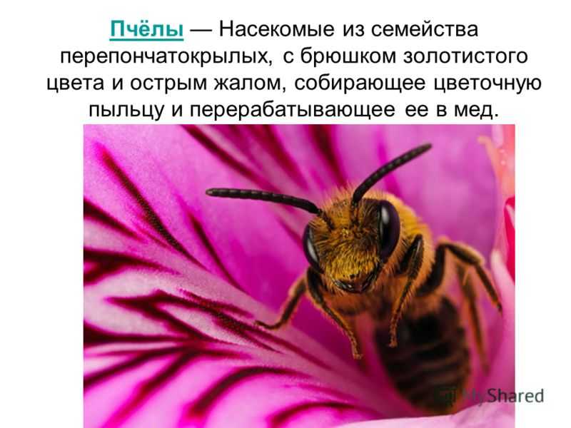 Сколько глаз у пчелы - 2 сложных и 3 простых