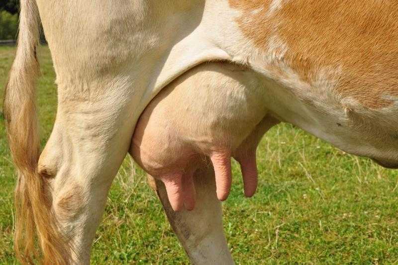 Раздой коров: как раздоить корову после отела